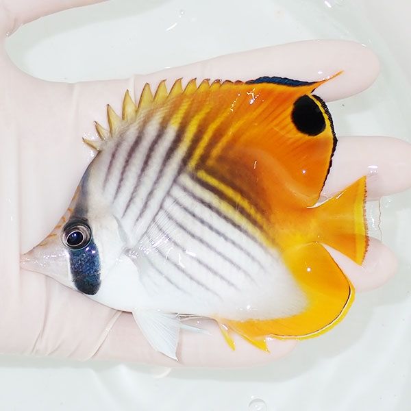 【現物2】トゲチョウ 10.5cm±! 海水魚 チョウチョウウオ 餌付け未 15時...