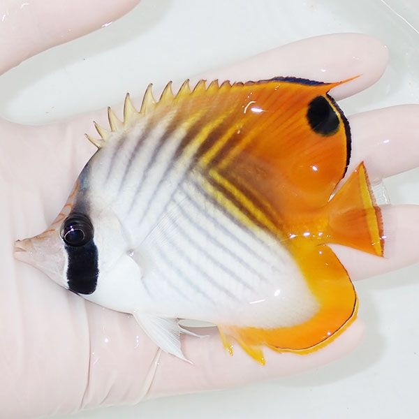 【現物3】トゲチョウ 10cm±! 海水魚 チョウチョウウオ 15時までのご注文...