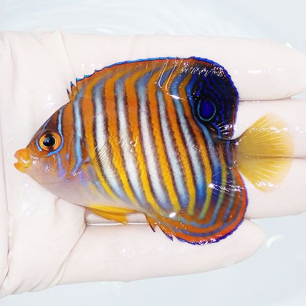 【現物1】ニシキヤッコ 8cm±!海水魚 ヤッコ15時までのご注文で当日発送(...