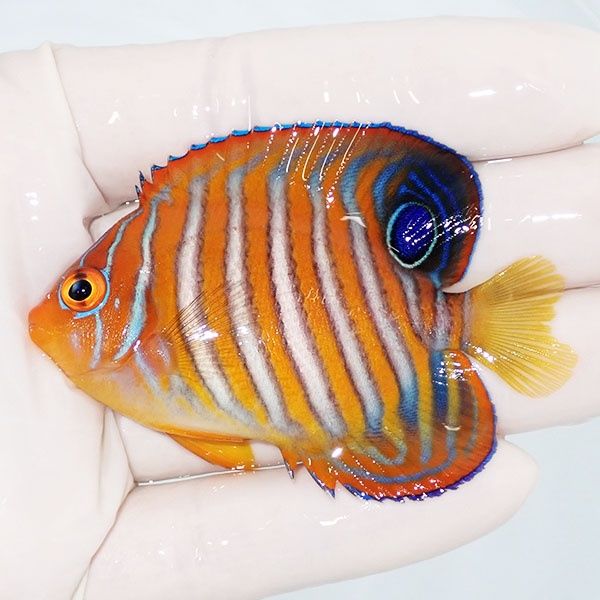 【現物2】尾びれ欠け ニシキヤッコ 7cm±!海水魚 ヤッコ15時までのご注文...