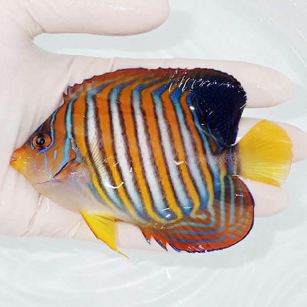 【現物3】ニシキヤッコ 11cm±!海水魚 ヤッコ15時までのご注文で当日発送...