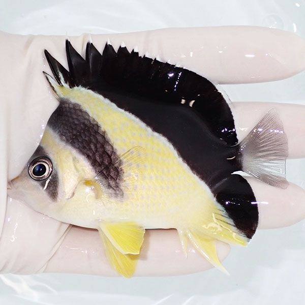 【現物3】粒エサOK バーゲスバタフライ 9cm±! 海水魚 チョウチョウウオ ...