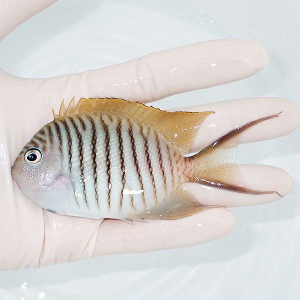 【現物1】 ヤイトヤッコ ♂ 10cm± ! 海水魚 ヤッコ 15時までのご注文で...