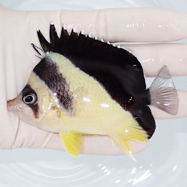 【現物5】粒エサOK バーゲスバタフライ 9.5cm±! 海水魚 チョウチョウウ...