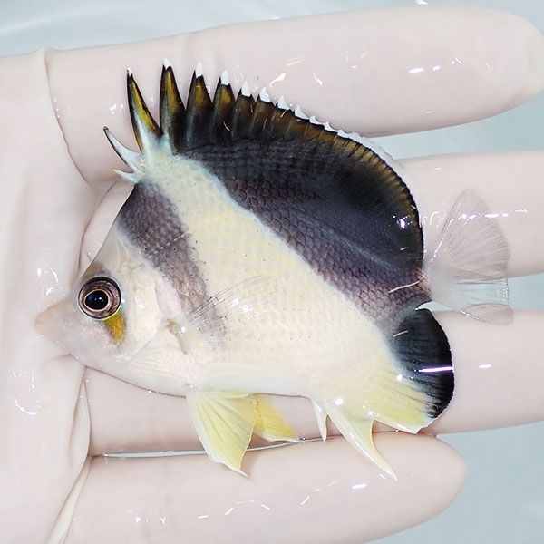 【現物6】粒エサOK バーゲスバタフライ 7cm±! 海水魚 チョウチョウウオ ...