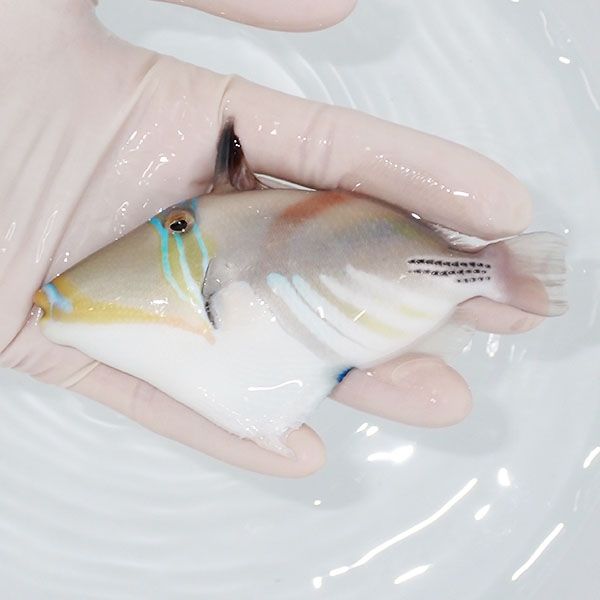 【現物】ムラサメモンガラ 12cm±! 海水魚 ハギ !15時までのご注文で当日...