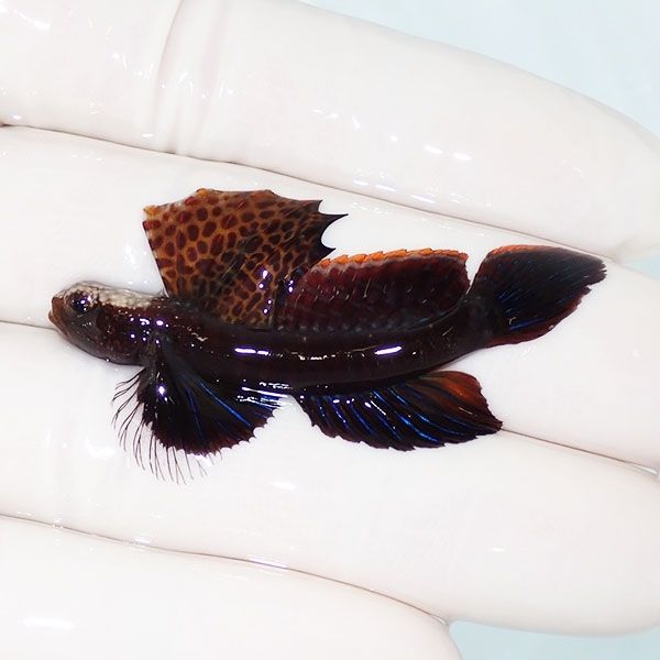 【現物2】ホタテツノハゼ 5.3cm±! 海水魚 ハゼ 15時までのご注文で当日...