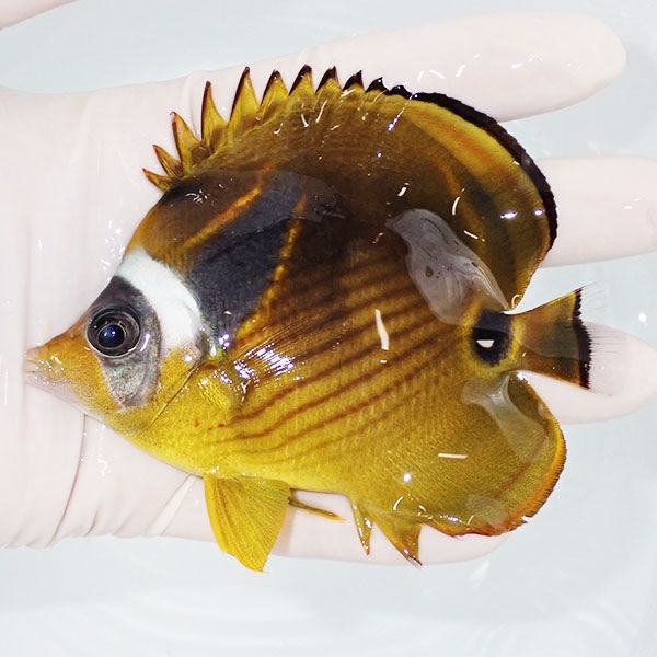 【現物】チョウハン 10cm±!チョウチョウウオ 海水魚 生体 15時までのご...