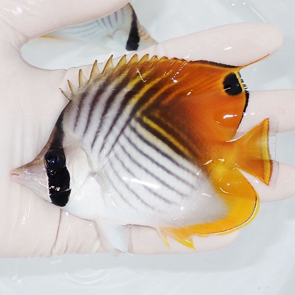 【現物2】トゲチョウ 11cm±! 海水魚 チョウチョウウオ 餌付け未 15時ま...