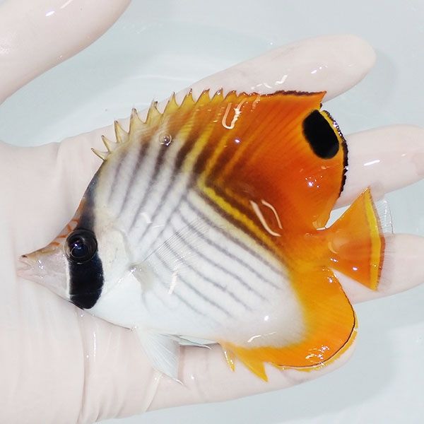 【現物3】トゲチョウ 10.5cm±! 海水魚 チョウチョウウオ 15時までのご注...