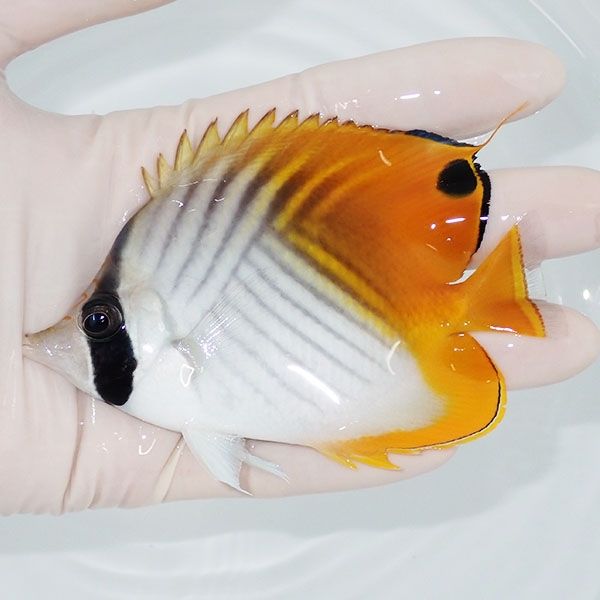 【現物1】トゲチョウ 10.5cm±! 海水魚 チョウチョウウオ 15時までのご...