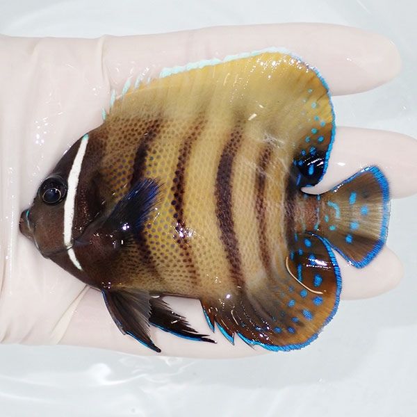 【現物1】ロクセンヤッコ 9cm± ! 海水魚 生体 15時までのご注文で当日発...