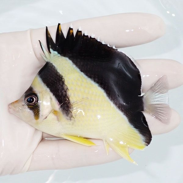 【現物2】粒エサOK バーゲスバタフライ 9cm±! 海水魚 チョウチョウウオ ...