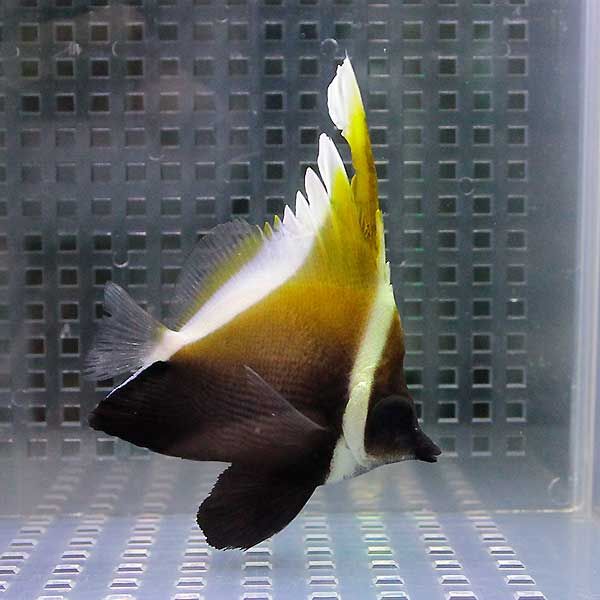 ツノハタタテダイ 8-10cm±!チョウチョウウオ 海水魚15時までのご注文で...