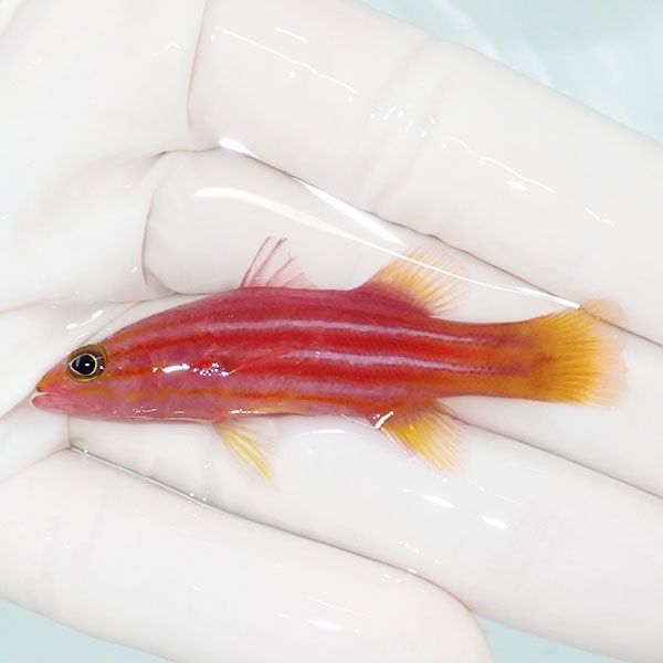 【現物】アフリカンリーフバスレット 6cm±! 海水魚 15時までのご注文...