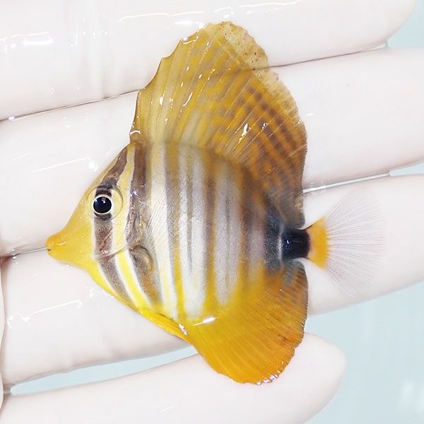 【現物2】インディアンセルフィンタン 5cm±! 海水魚 ハギ !15時までのご...