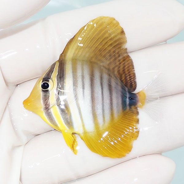 【現物3】インディアンセルフィンタン 5cm±! 海水魚 ハギ !15時までのご...