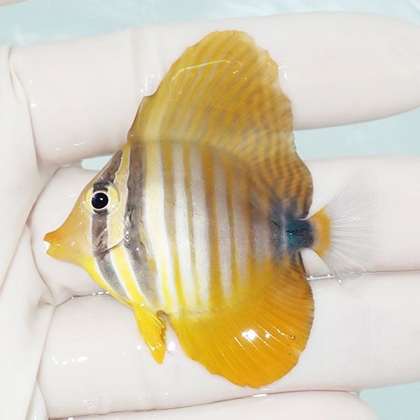 【現物4】インディアンセルフィンタン 5.3cm±! 海水魚 ハギ !15時までの...