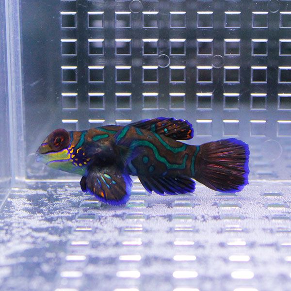 マンダリン 5-7cm±!雌雄判別不可 海水魚 ネズッポ 15時までのご注文で当...