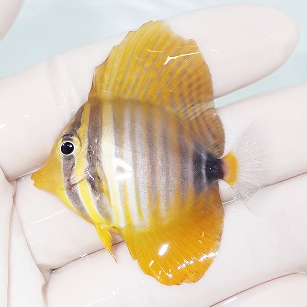 【現物5】インディアンセルフィンタン 4.8cm±! 海水魚 ハギ !15時までの...