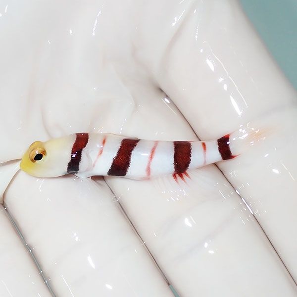 【現物4】ドラクラシュリンプゴビー 4.7cm±! 海水魚 ハゼ 15時までのご...