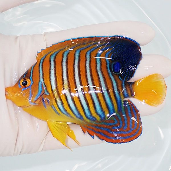 【現物17】モルディブ産 ニシキヤッコ 10.5cm±! 海水魚 ヤッコ 15時まで...