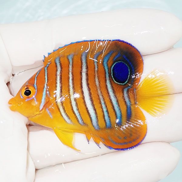 【現物1】モルディブ産インドニシキヤッコ 6cm±! 海水魚 ヤッコ 15時ま...