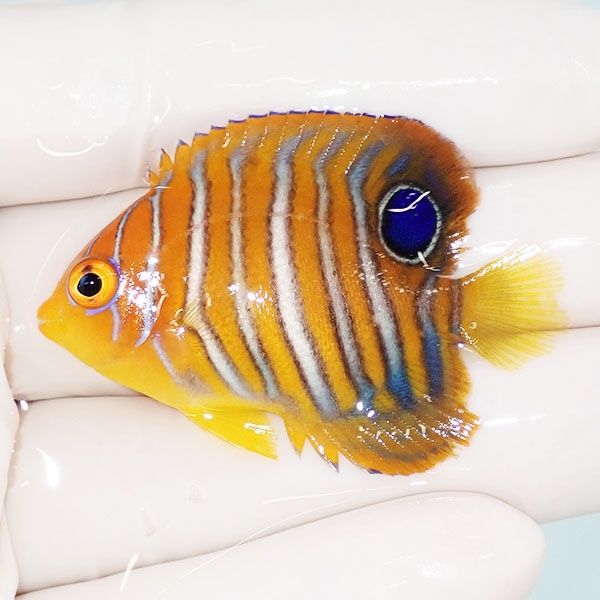 【現物2】モルディブ産インドニシキヤッコ 5cm±! 海水魚 ヤッコ 15時ま...