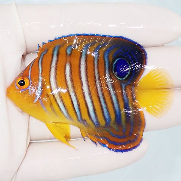 【現物3】モルディブ産インドニシキヤッコ 7cm±! 海水魚 ヤッコ 15時ま...