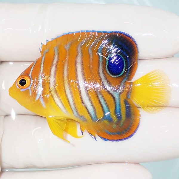 【現物4】モルディブ産インドニシキヤッコ 5.2cm±! 海水魚 ヤッコ 15時...