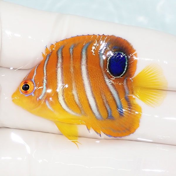 【現物5】モルディブ産インドニシキヤッコ 4.5cm±! 海水魚 ヤッコ 15時...