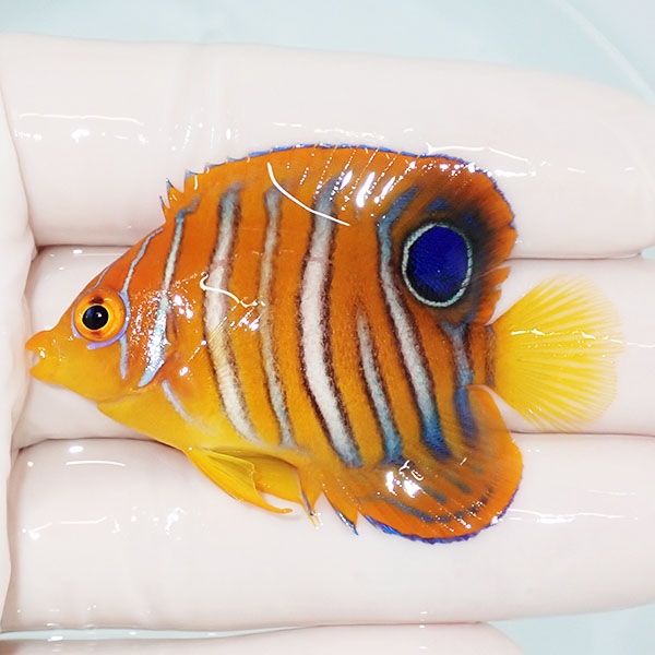 【現物15】モルディブ産インドニシキヤッコ 5.5cm±! 海水魚 ヤッコ 15時...