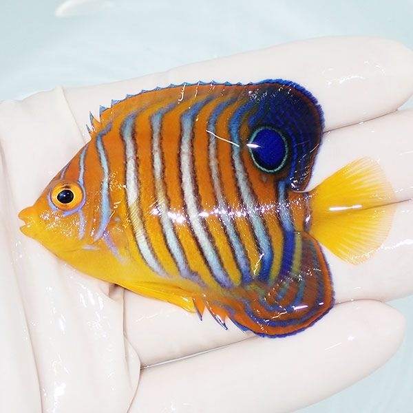 【現物6】モルディブ産インドニシキヤッコ 7cm±! 海水魚 ヤッコ 15時ま...