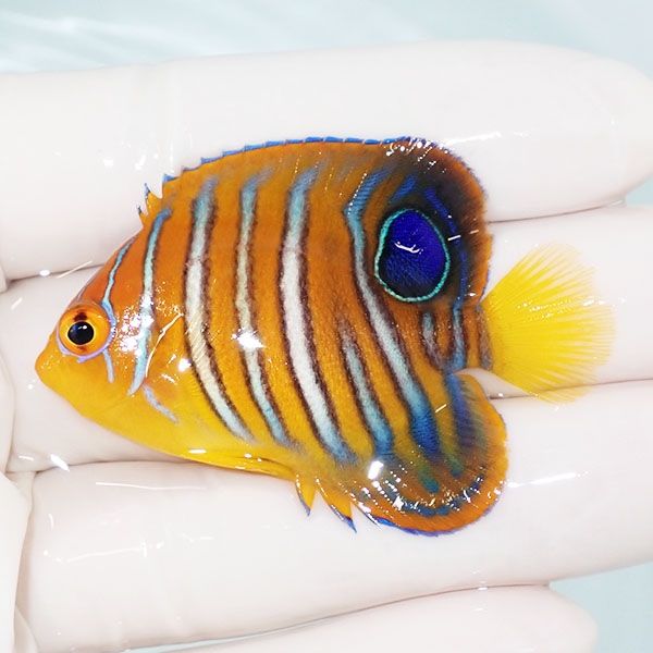 【現物7】モルディブ産インドニシキヤッコ 5.5cm±! 海水魚 ヤッコ 15時...