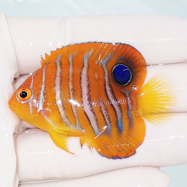 【現物8】モルディブ産インドニシキヤッコ 5.7cm±! 海水魚 ヤッコ 15時...