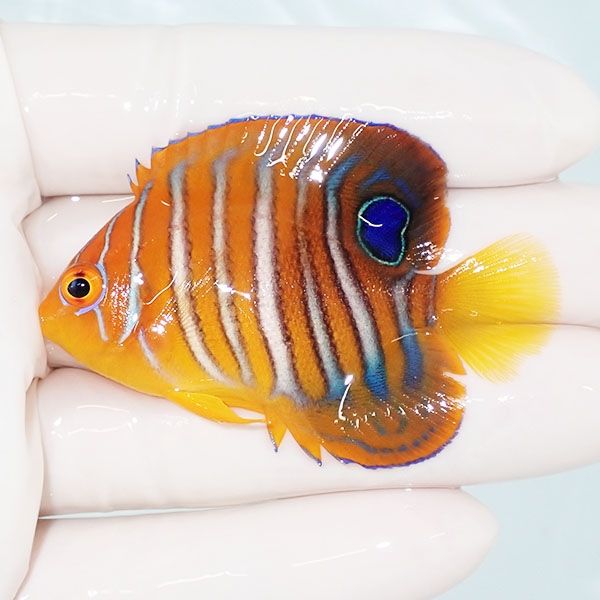 【現物9】モルディブ産インドニシキヤッコ 6cm±! 海水魚 ヤッコ 15時ま...