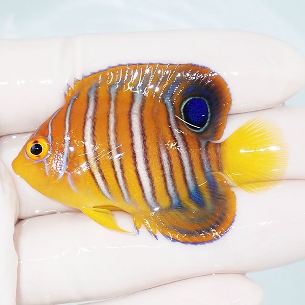 【現物10】モルディブ産インドニシキヤッコ 5.5cm±! 海水魚 ヤッコ 15時...