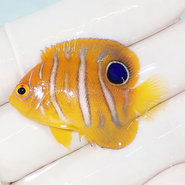 【現物11】モルディブ産インドニシキヤッコ 4cm±! 海水魚 ヤッコ 15時ま...