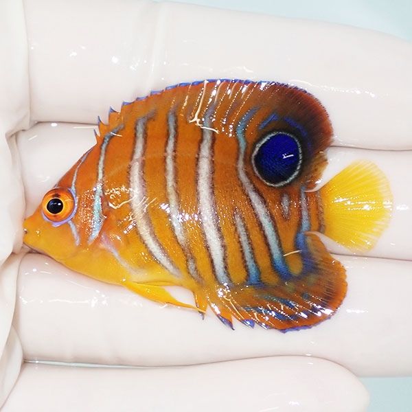 【現物12】モルディブ産インドニシキヤッコ 5.5cm±! 海水魚 ヤッコ 15時...