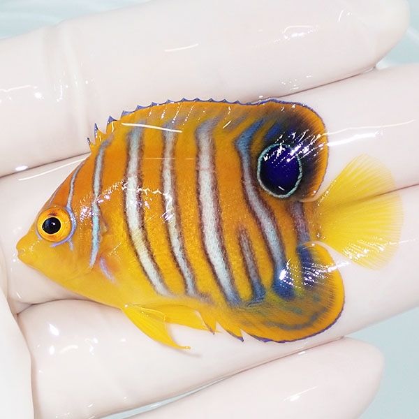 【現物13】モルディブ産インドニシキヤッコ 5.5cm±! 海水魚 ヤッコ 15時...