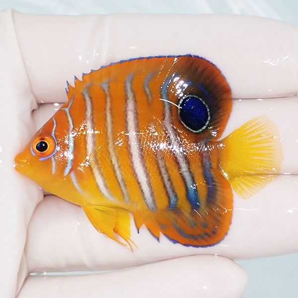 【現物14】モルディブ産インドニシキヤッコ 5.5cm±! 海水魚 ヤッコ 15時...