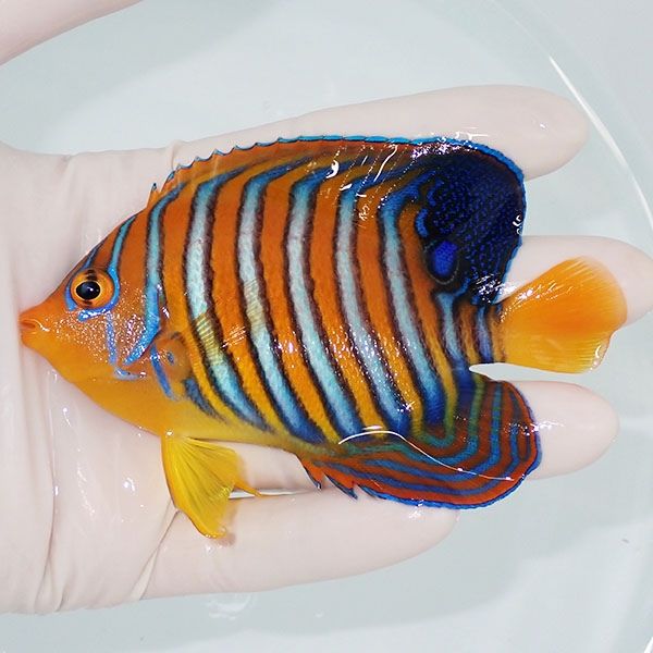 【現物16】モルディブ産 ニシキヤッコ 10.5cm±!海水魚 ヤッコ15時までの...