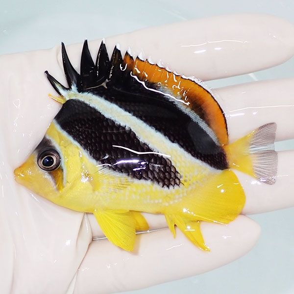 【現物1】インディアンバタフライ 7.5cm±! 海水魚 チョウチョウウオ 15...