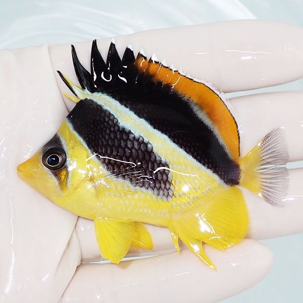 【現物2】インディアンバタフライ 7cm±! 海水魚 チョウチョウウオ 15時...