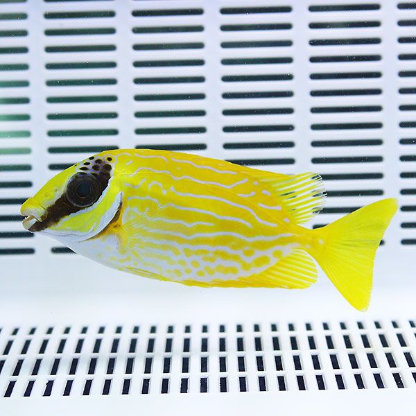 マジリアイゴ 9-11cm±! ! 海水魚 アイゴ 苔取 15時までのご注文で当日発...