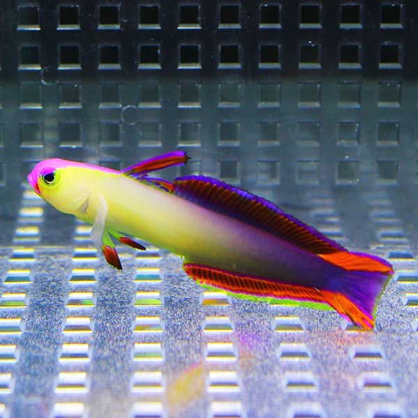 アケボノハゼ 4-6cm± 【1匹】 ! 海水魚 ハゼ 餌付け 【15時までのご注文...