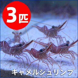 キャメルシュリンプ 【3匹】 !15時までのご注文で当日発送 海水魚(t129