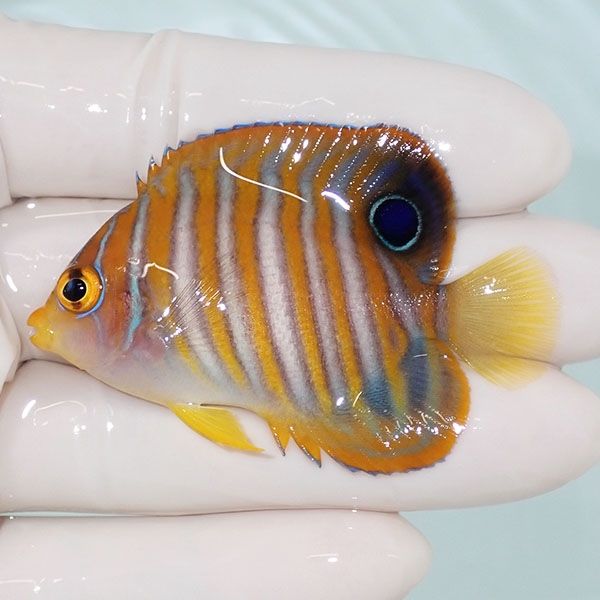 【現物1】ニシキヤッコ 6cm±!海水魚 ヤッコ15時までのご注文で当日発送(...