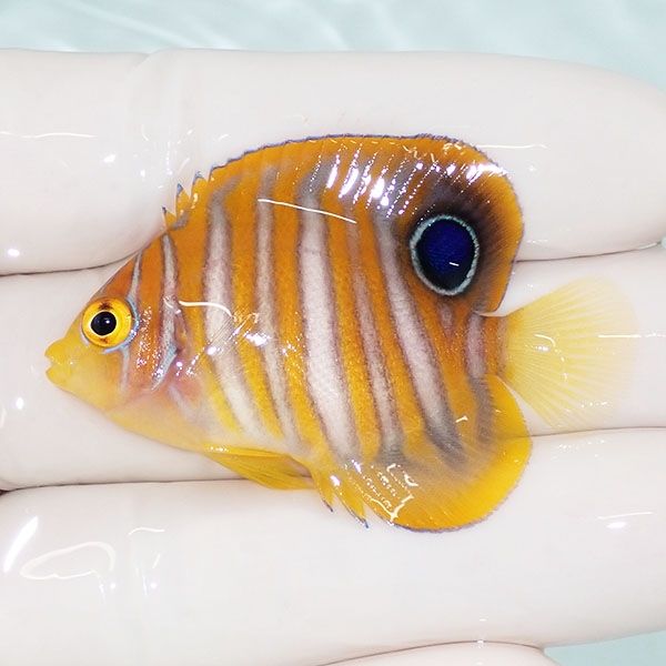 【現物2】ニシキヤッコ 4.8cm±!海水魚 ヤッコ15時までのご注文で当日発...