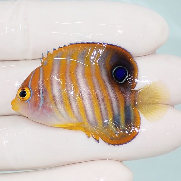 【現物3】ニシキヤッコ 5cm±!海水魚 ヤッコ15時までのご注文で当日発送(...